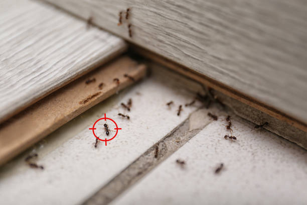 Best Emergency Pest Control  in Hendron, KY
