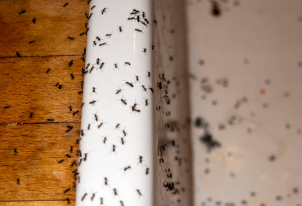 Best Local Pest Control Services  in Hendron, KY